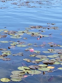 A very still body of water with lily pads on top pink lilies